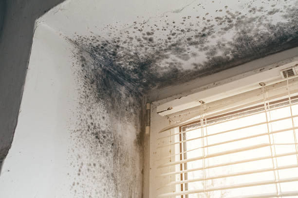 Affordable Attic Mold Removal solutions in Hillsdale, NJ